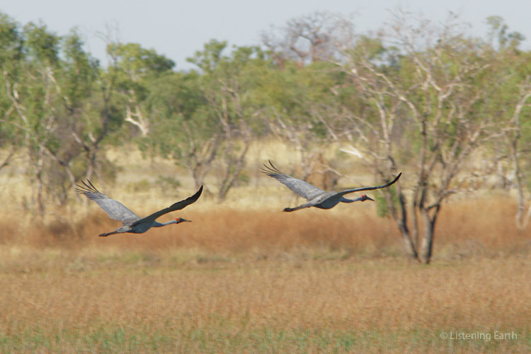 A magestic pair of Brolga, Australias native crane, move off to another feeding area