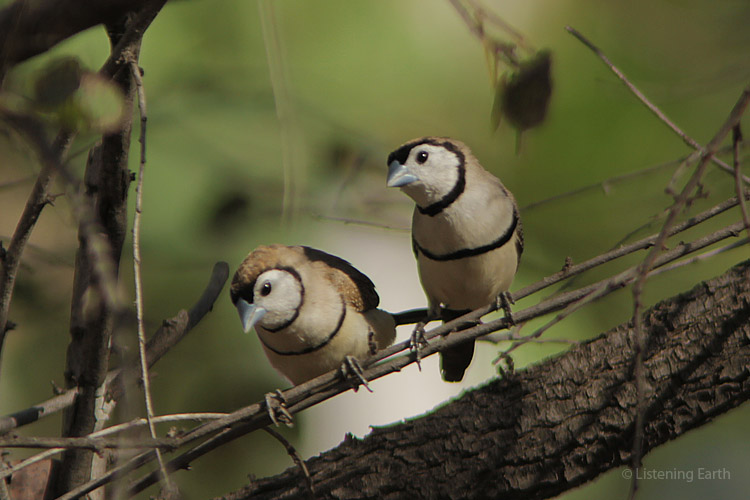 A pair of Double-bar Finches, recognisable by their soft upslurred calls