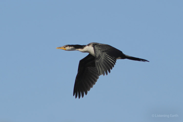 Flypast from a Little Pied Cormorant