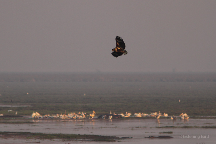 A juvenile African Fish Eagle hunts out from shore