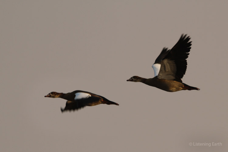 Pair of Egyptian Geese flying overhead