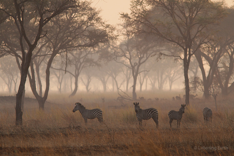 Zebra browsing at dawn, with the moisture still in the air