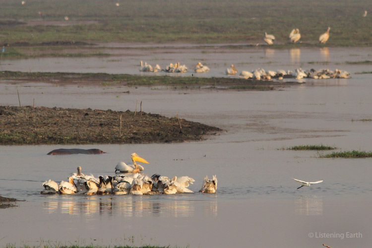 Great White Pelicans making the most of the opportunities