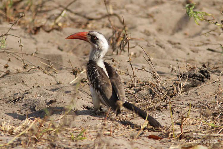 Red-billed Hornbill, feeding on sandy ground by the shoreline