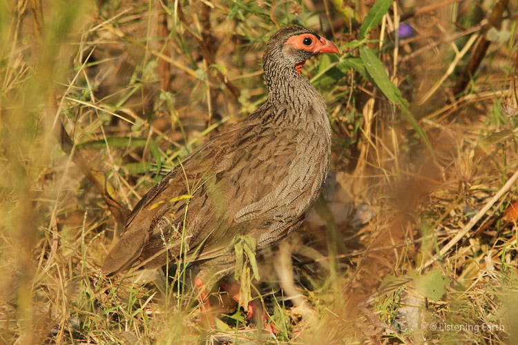 Red-necked Spurfowl - noisy little things at times