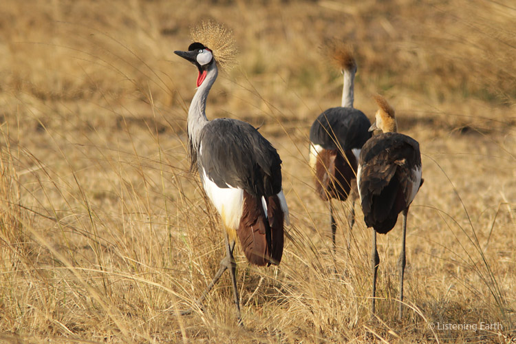 ...home to Black Crowned Cranes