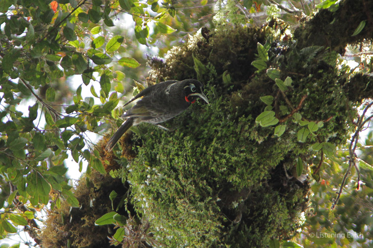 A Huon Melidectes, a large and vocal honeyeater species, <br>feeding on a clump of epiphytic moss high in the canopy 