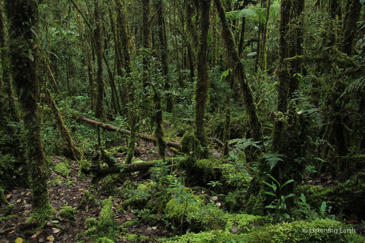 ...and forest floor, where rotting vegetation forms a fertile substrate for moss beds