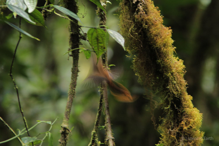A blur of bronze as a female Dimporphic Fantail flits off