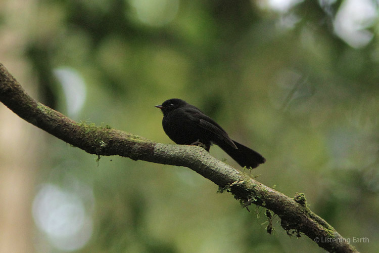 Male Black Fantail