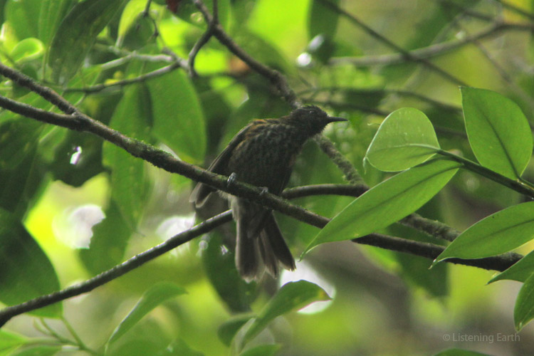 A common species of these upland forests, the Rufous-backed Honeyeater