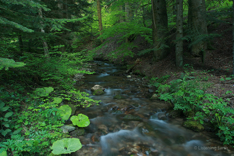The stream, swollen with spring snowmelt, in a European woodland