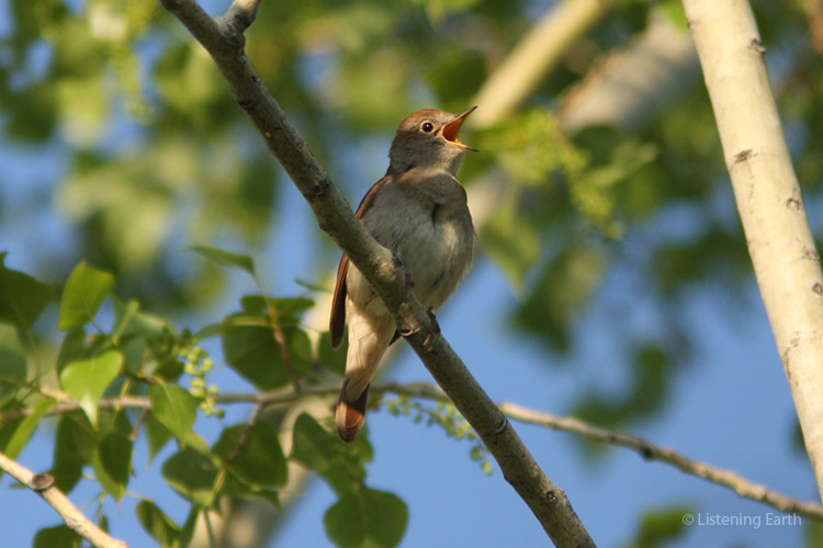 Star of the show (well, he thinks so) - the European Nightingale