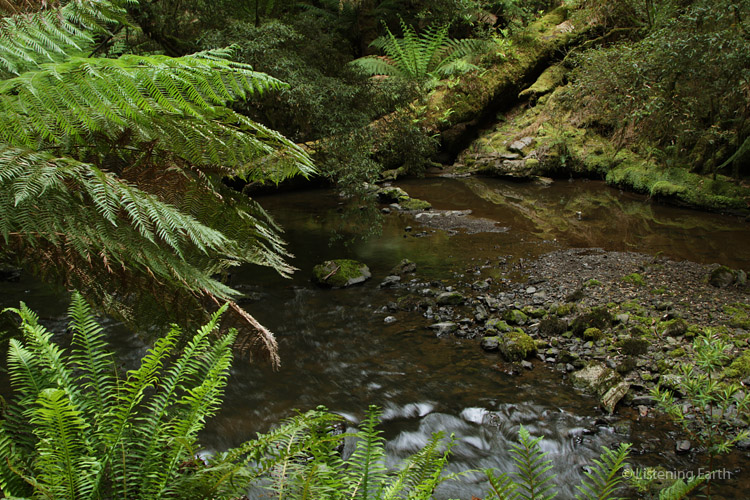 Our recording location - the Julius River in the Tarkine rainforest