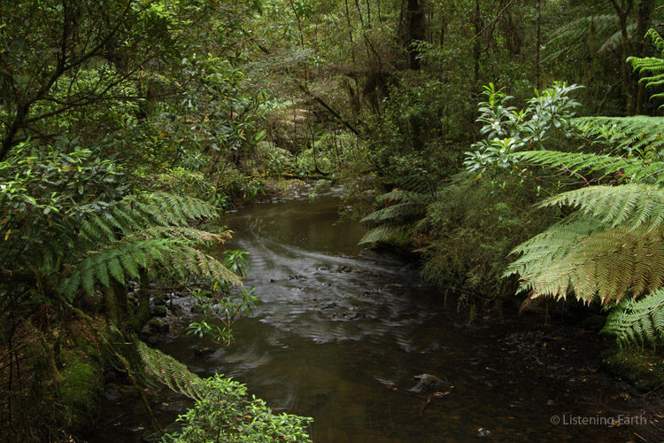 The river flows through ancient mytle beech and tree fern forest...