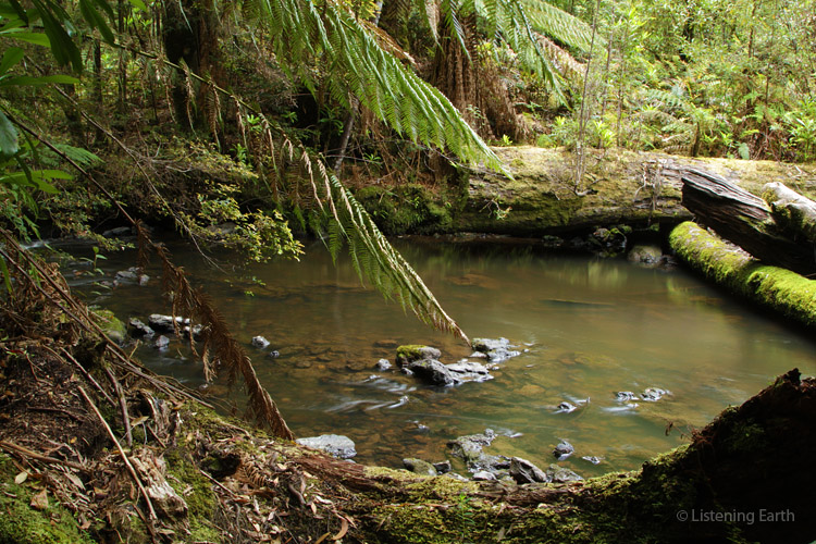The Tarkine rainforest has Gondwanan origins <br>possibly dating back over a hundred million years,
