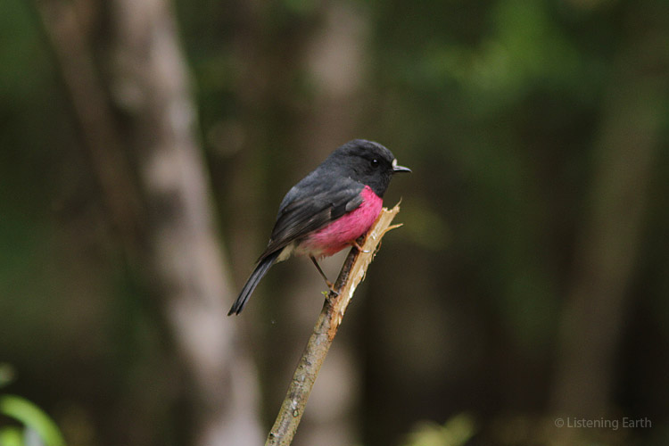 Pink Robin, a distinctive voice which can be heard intermittently on this recording