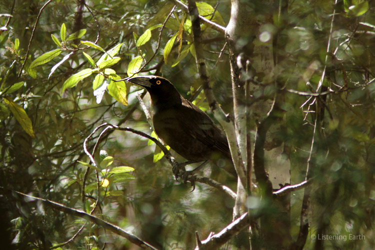 The loud clanging calls of Black Currawongs are a signature sound of the Tasmanian forests