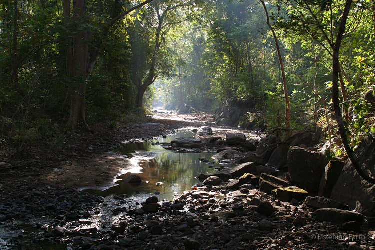 Our recording location, an unnamed stream near Tikaparda village in Orissa state
