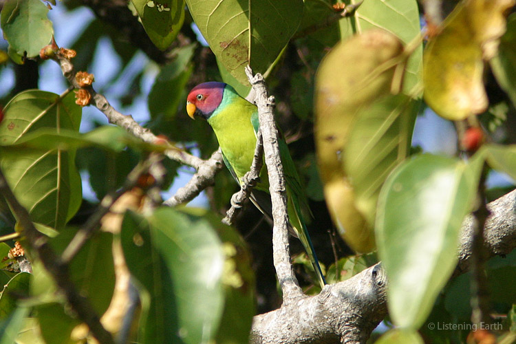 A Plum-headed Parakeet, the dominantly heard parrot on this recording