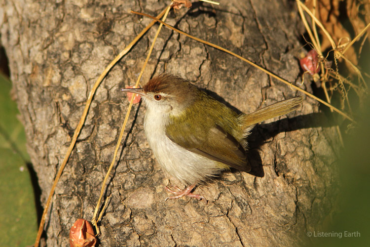 Common Tailorbirds are the &#39;wrens&#39; of India, and very vocal
