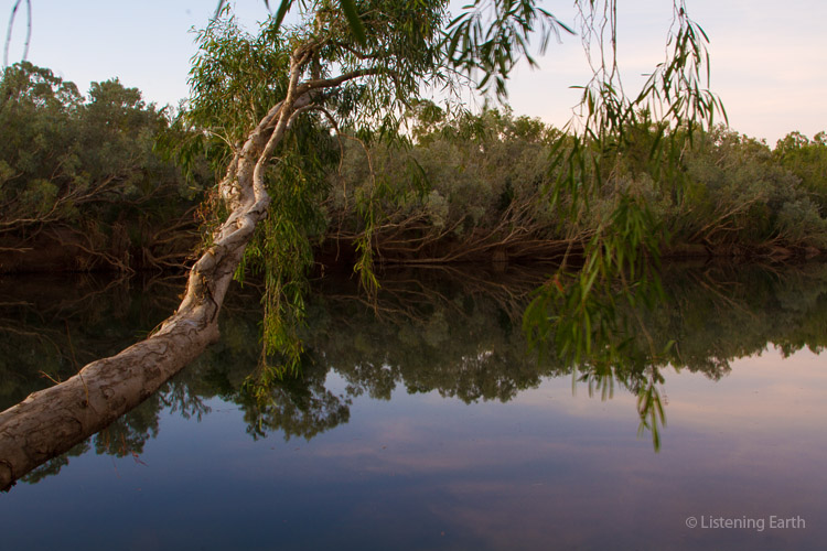 Paperbark branch leans over the waterhole in the flush of dawn light