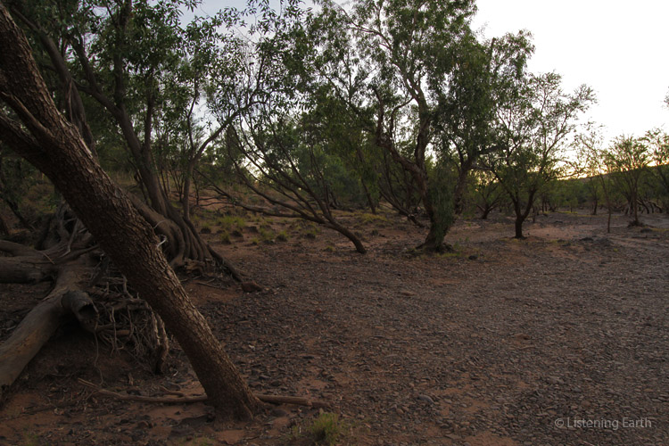 In the wet season, the swollen Fitzroy River washes over these nearby river flats