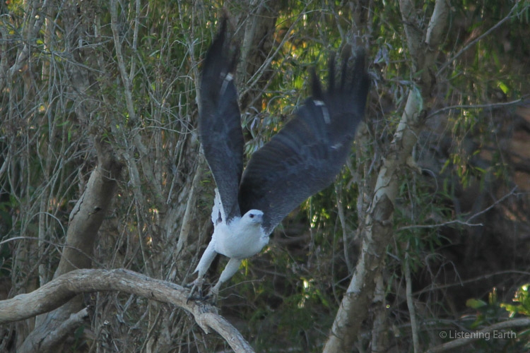 A magestic White-breasted Sea Eagle, perched scanning the <br>waterhole for fish, gives up and moves on