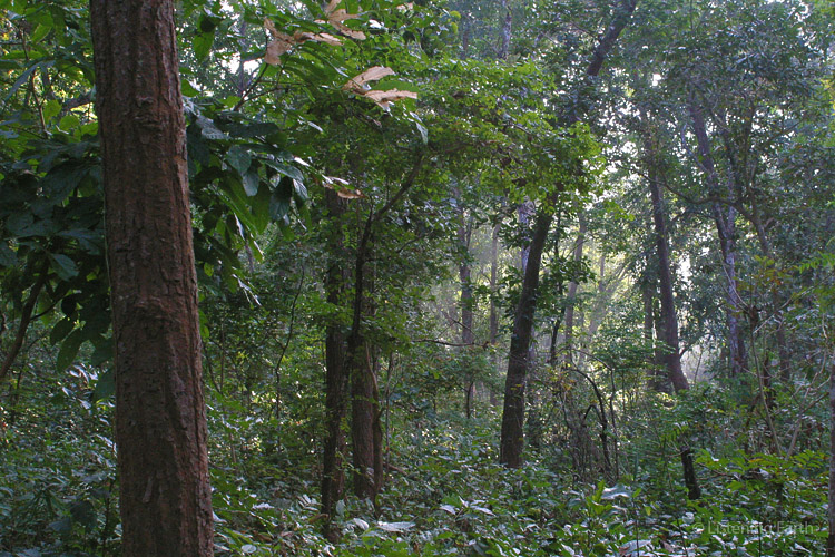 The Kotagarh forest