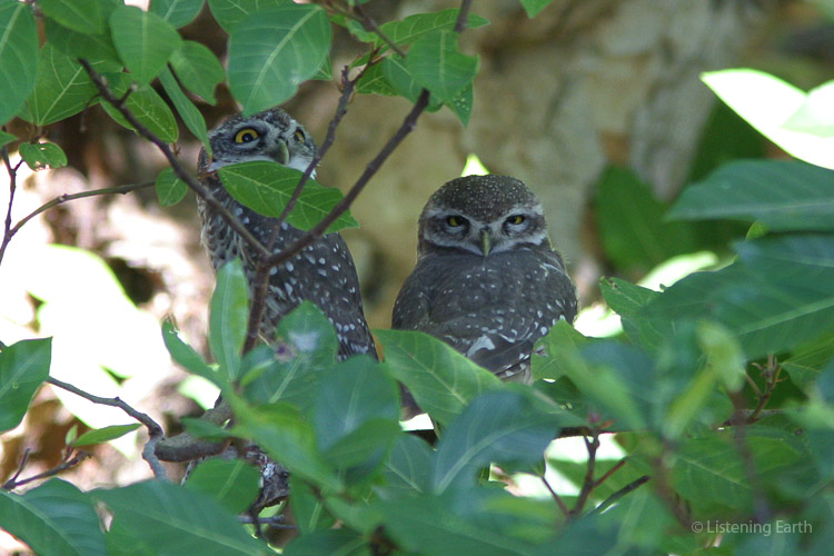A pair of Jungle Owlets, very vocal in the predawn, <br/> roost during the glare of the day