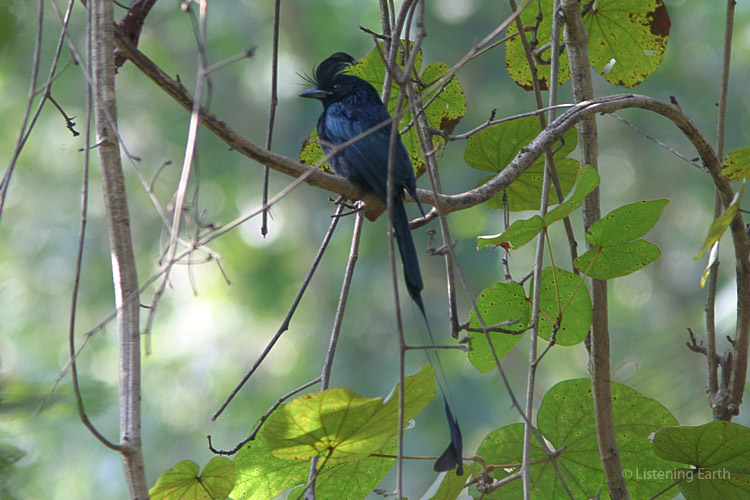 The magnificent Greater Racket-tailed Drongo,<br/>whose metallic, resonant song often preludes the dawn chorus