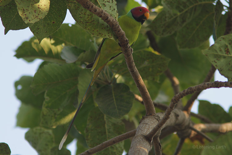 Plum-headed Parakeets, a vocal and abundant species