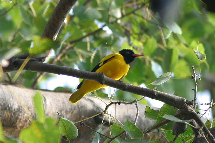 The descending whistles of Black-hooded Orioles are heard throughout this recording