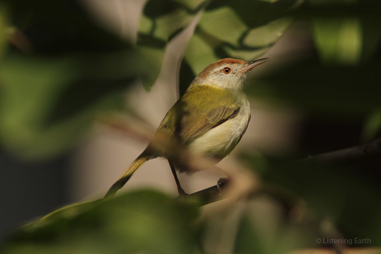 The rapid chatter of Common Tailorbirds drifts now and then through the forest