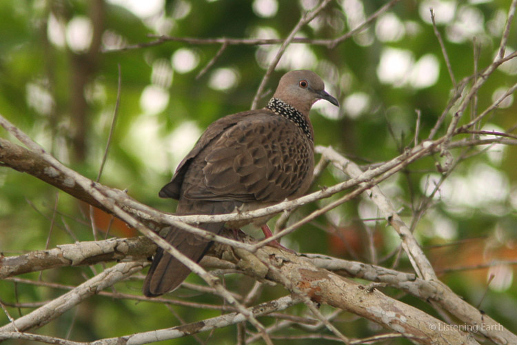 The Spotted Dove, equally at home in towns and native forest