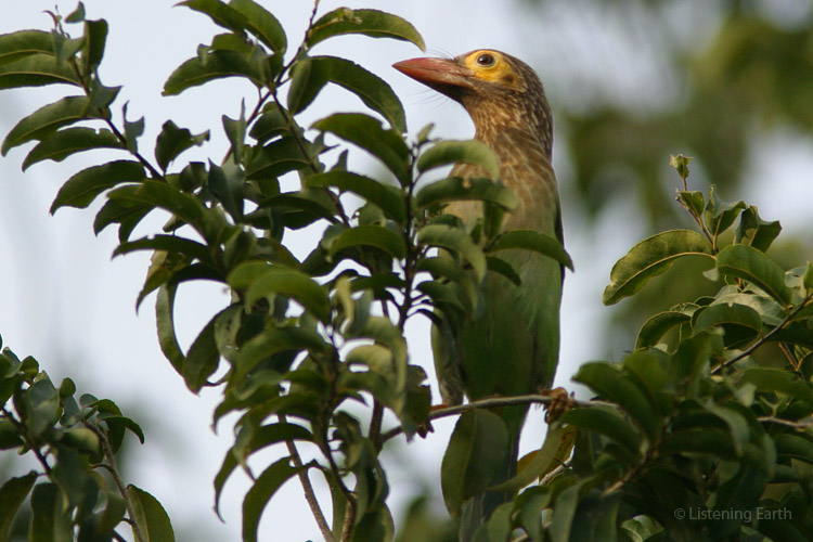 Brown-headed Barbet, the only barbet species on this recording