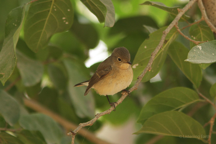 The inconspicuous Red-throated Flycatcher, a female