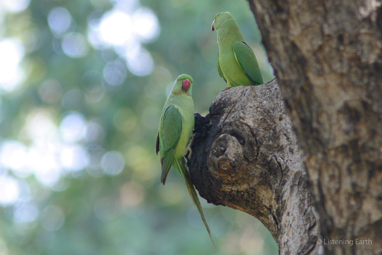 A pair of Rose-ringed Parakeets at their nesting hollow