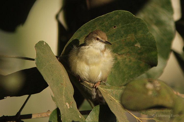 Jungle Prinia, a species of the forest edges