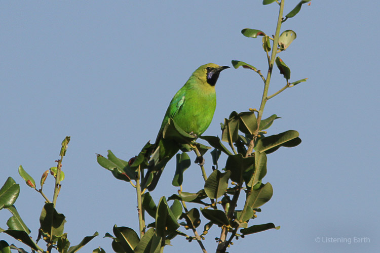 Blue-winged Leafbird, often quiet and unobtrusive