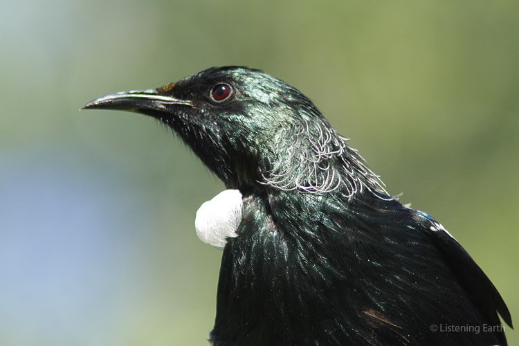 The Tui, one of the worlds most extraordinary avian vocalists