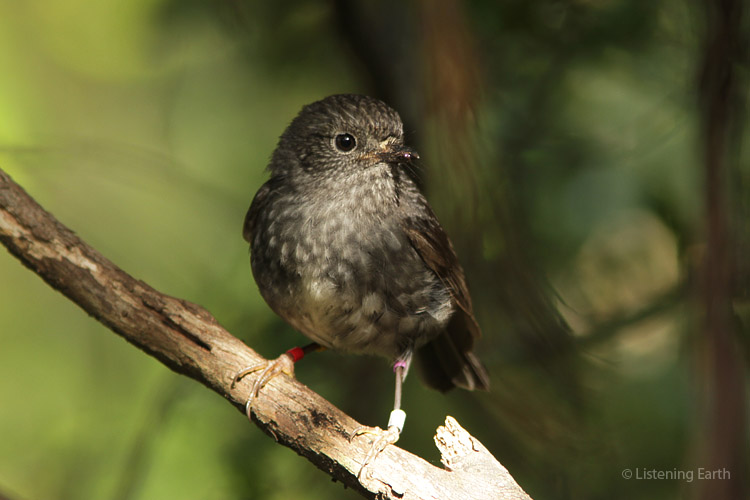 New Zealand Robin or Toutouwai - their soft, piping calls are often heard coming <br>from the undergrowth. Many of Tiritiris birds are banded for monitoring and research