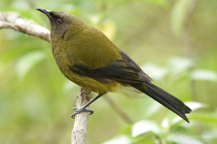 A Bellbird - their delicate tinkling calls are a highlight of the New Zealand dawn chorus, <br>but sadly not heard as often on the mainland as they may once have been