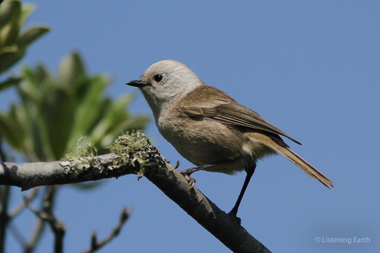 Whitehead, small groups of these birds are heard throughout this recording
