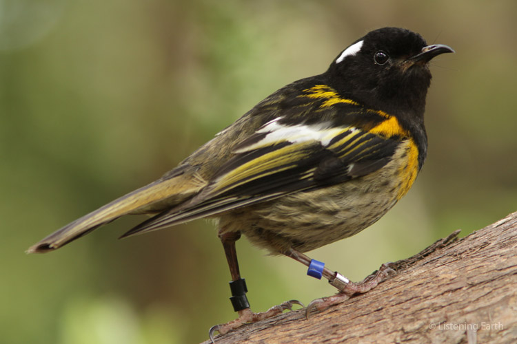 The Stitchbird (or its Maori name, Hihi) is a native honeyeater with distinctive, sharp calls