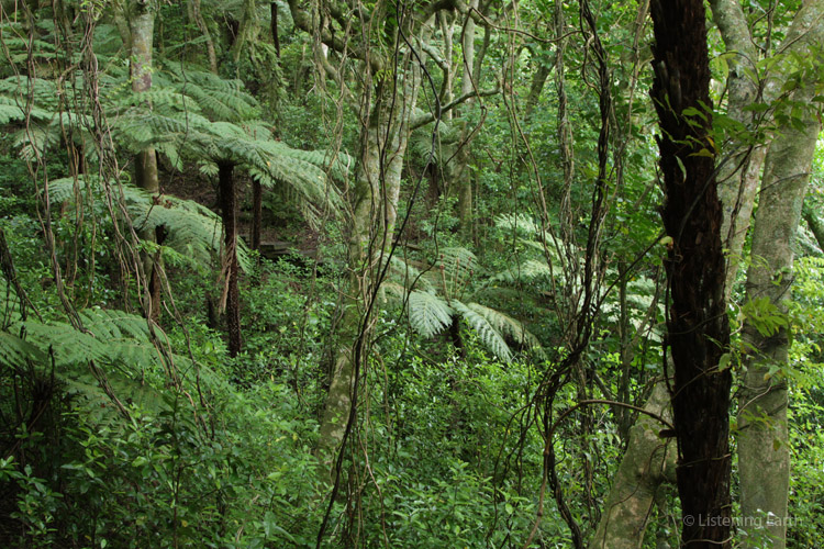 Many of the native species reintroduced to Tiritiri abound in these densely vegetated gullies