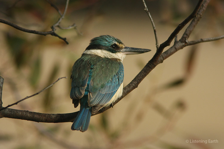 Sacred Kingfisher, a species that has likely settled <br>New Zealand from Australia in the distant past