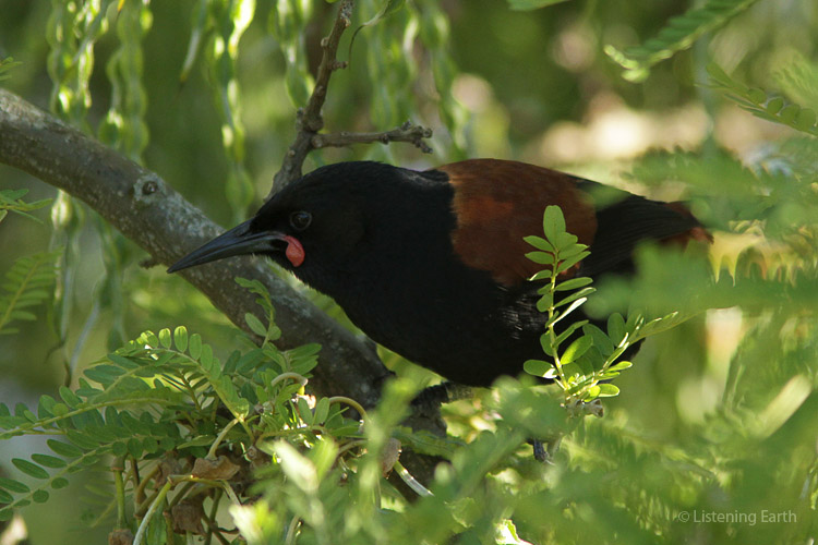 A Saddleback, with its distinctive pair of red facial wattles