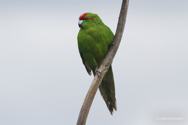 The Red-crowned Parrot, or Kikiriki
