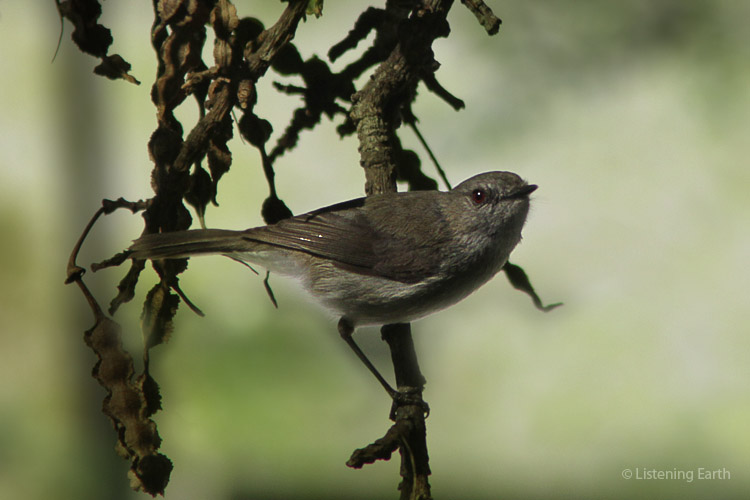 The Grey Warbler is the only NZ member of the gerygone family <br>and has a similarly pleasing, musical call